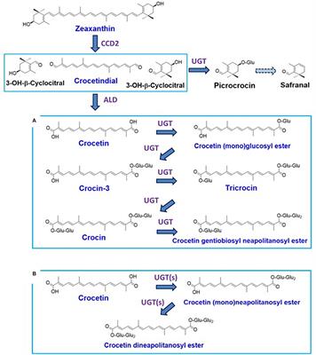 Changes of Crocin and Other Crocetin Glycosides in Saffron Through Cooking Models, and Discovery of Rare Crocetin Glycosides in the Yellow Flowers of Freesia Hybrida